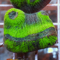 Green Mycedium Chalice (1" Frag)

