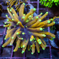 WYSIWYG Sun God Torch (1 Polyp) - Corals Anonymous
