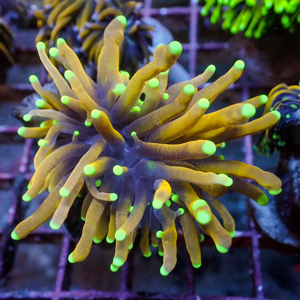 WYSIWYG Sun God Torch (1 Polyp) - Corals Anonymous