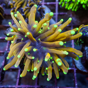 WYSIWYG Sun God Torch (1 Polyp) - Corals Anonymous
