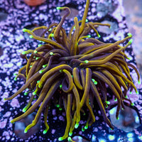 Green/Teal Tip Indo Gold (Special Deal!) - Corals Anonymous
