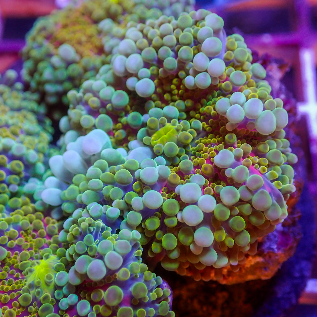 WYSIWYG Bubbly Kiwi Sunrise Yuma Mushroom - Corals Anonymous