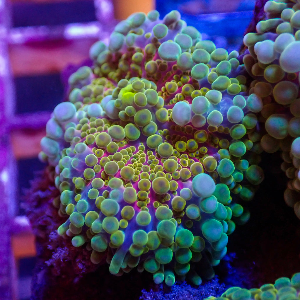 WYSIWYG Bubbly Kiwi Sunrise Yuma Mushroom - Corals Anonymous