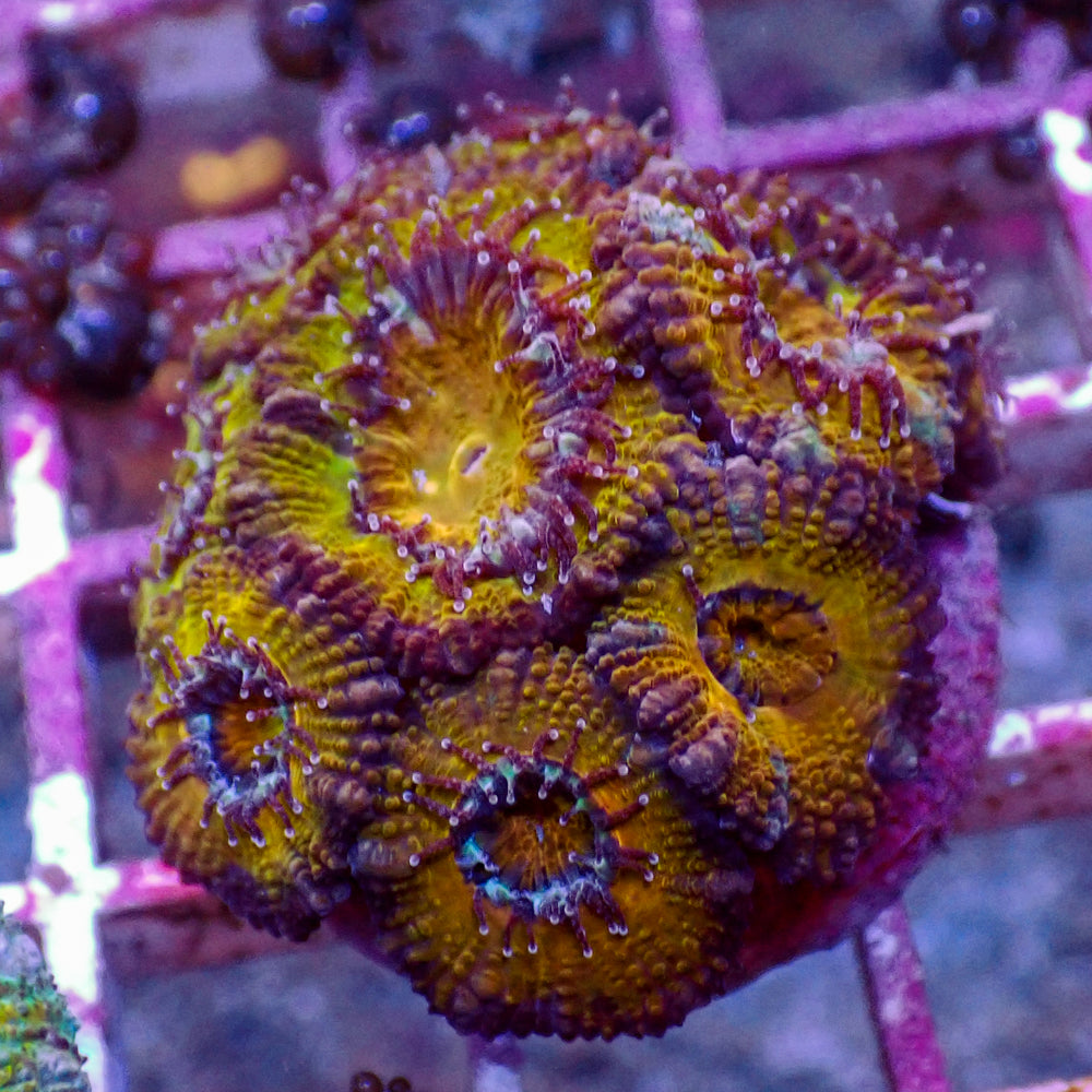 WYSIWYG Orange Acan Colony ( 7+ Polyps) - Corals Anonymous