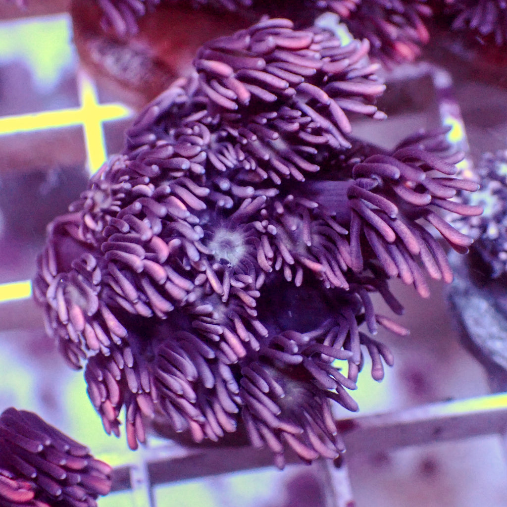Pink Cosmic Goniopora (0.5-1" Frag) - Corals Anonymous