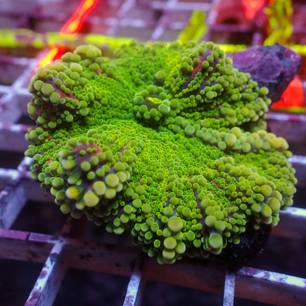 WYSIWYG Large Lemon Lime Rainbow Yuma Mushroom (1-2") - Corals Anonymous