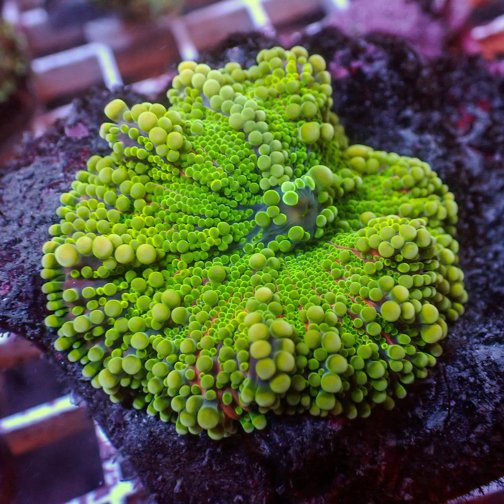 WYSIWYG Large Lemon Lime Rainbow Yuma Mushroom (1-2") - Corals Anonymous