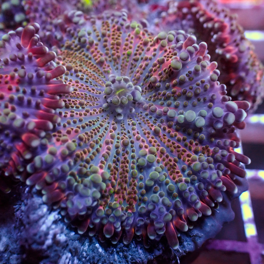 Purple Swirl Rainbow Yuma Mushroom - Corals Anonymous