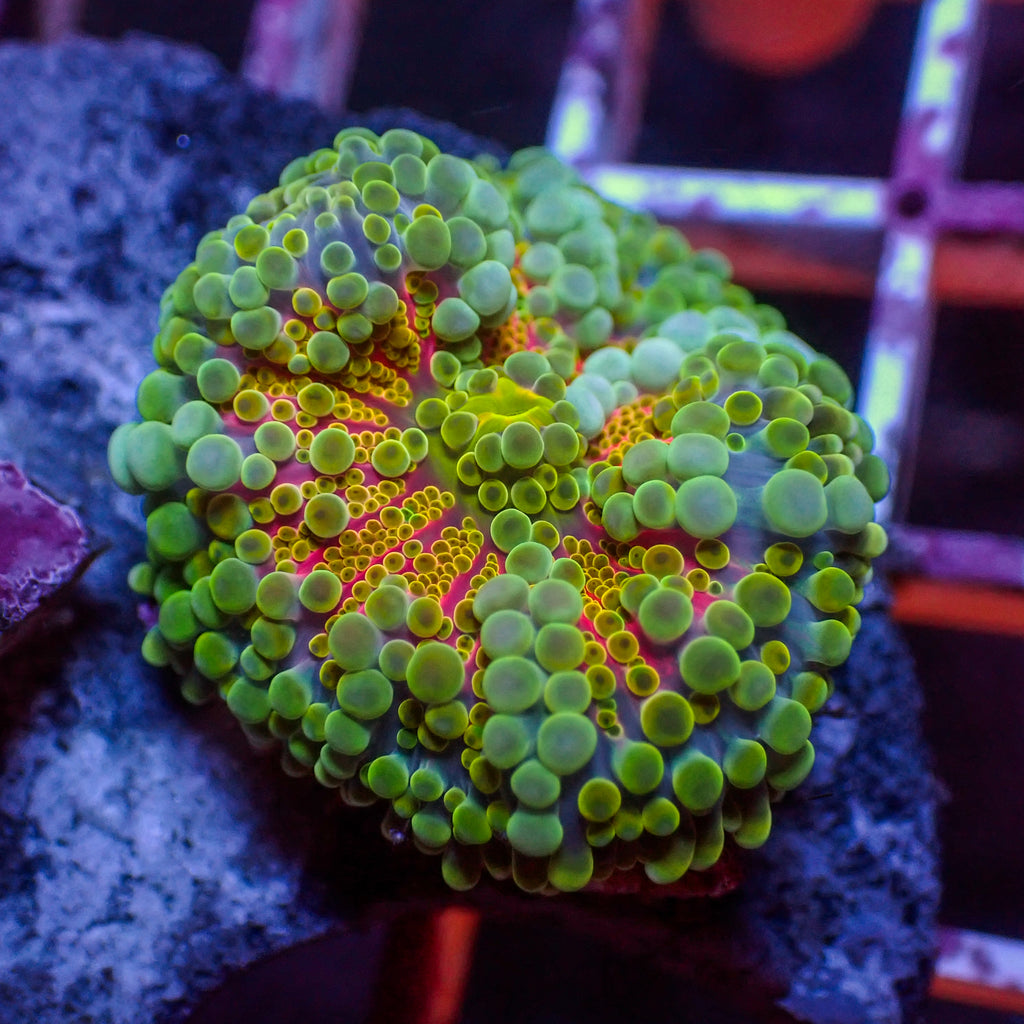 WYSIWYG Bubbly Kiwi Sunrise Yuma Mushroom - Corals Anonymous
