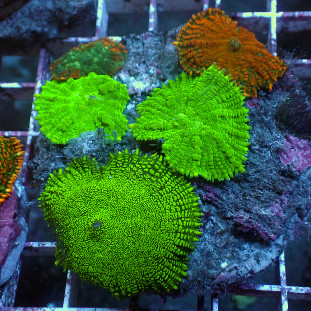 WYSIWYG Rainbow Rhodactis Mushroom Combo Colony (6 Polyps) - Corals Anonymous