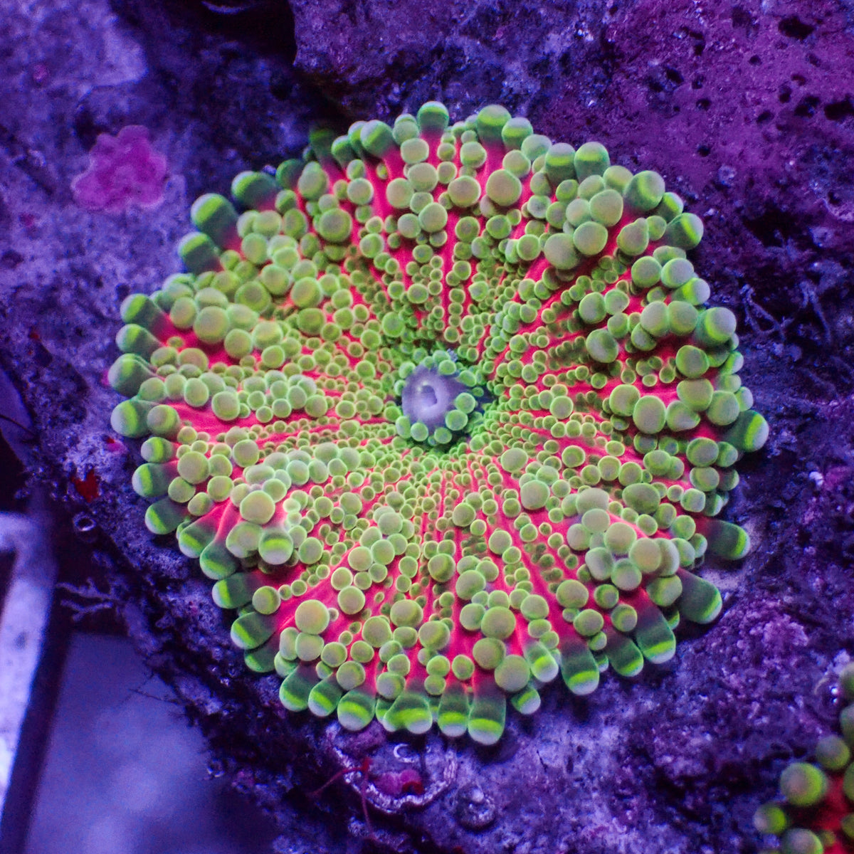 Pink Viper Yuma Mushroom - Corals Anonymous