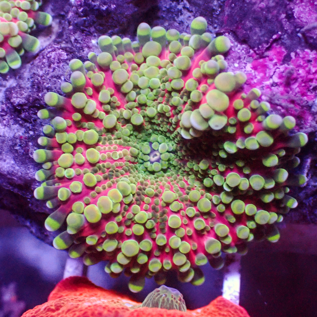 Pink Viper Yuma Mushroom - Corals Anonymous