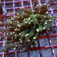 Multicolor Peach Branching Frogspawn - Corals Anonymous