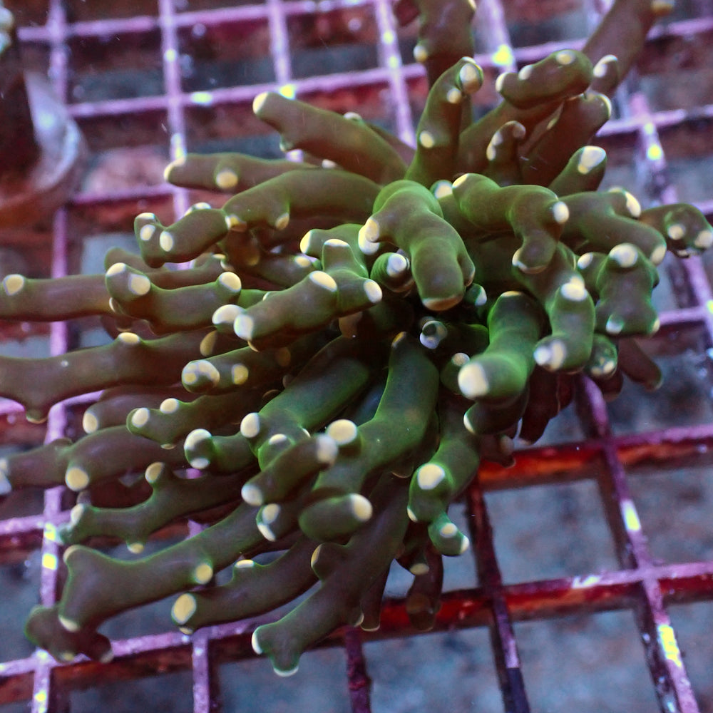 Multicolor Peach Branching Frogspawn - Corals Anonymous