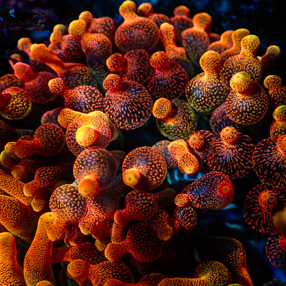 Chicago Sunburst Anemone (Blood Red Phase) - Corals Anonymous