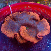 WYSIWYG Sunkist Rainbow Haddoni Carpet Anemone (9-12”) - Corals Anonymous