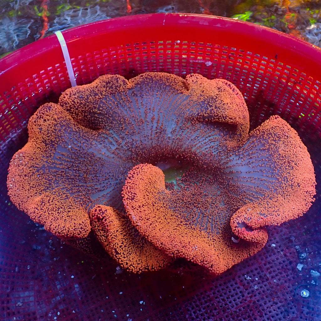 WYSIWYG Sunkist Rainbow Haddoni Carpet Anemone (9-12”) - Corals Anonymous