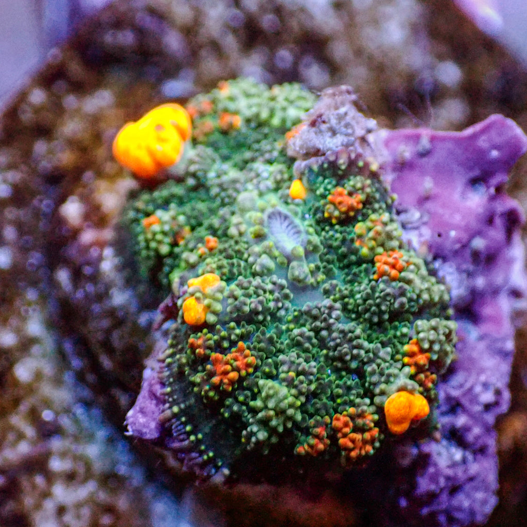 WYSIWYG Jackpot Bounce Rhodactis Mushroom - Corals Anonymous