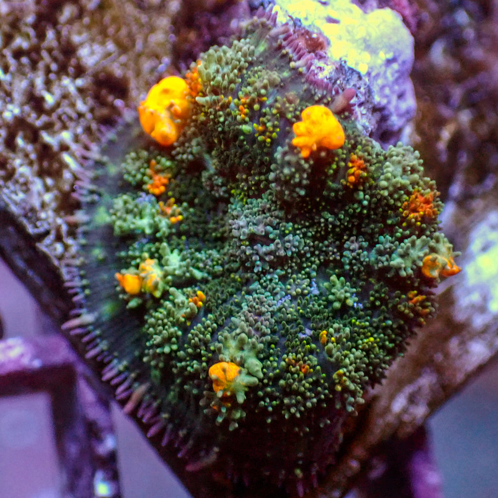 WYSIWYG Jackpot Bounce Rhodactis Mushroom - Corals Anonymous