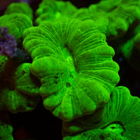 Close-up of a green coral with intricate patterns
