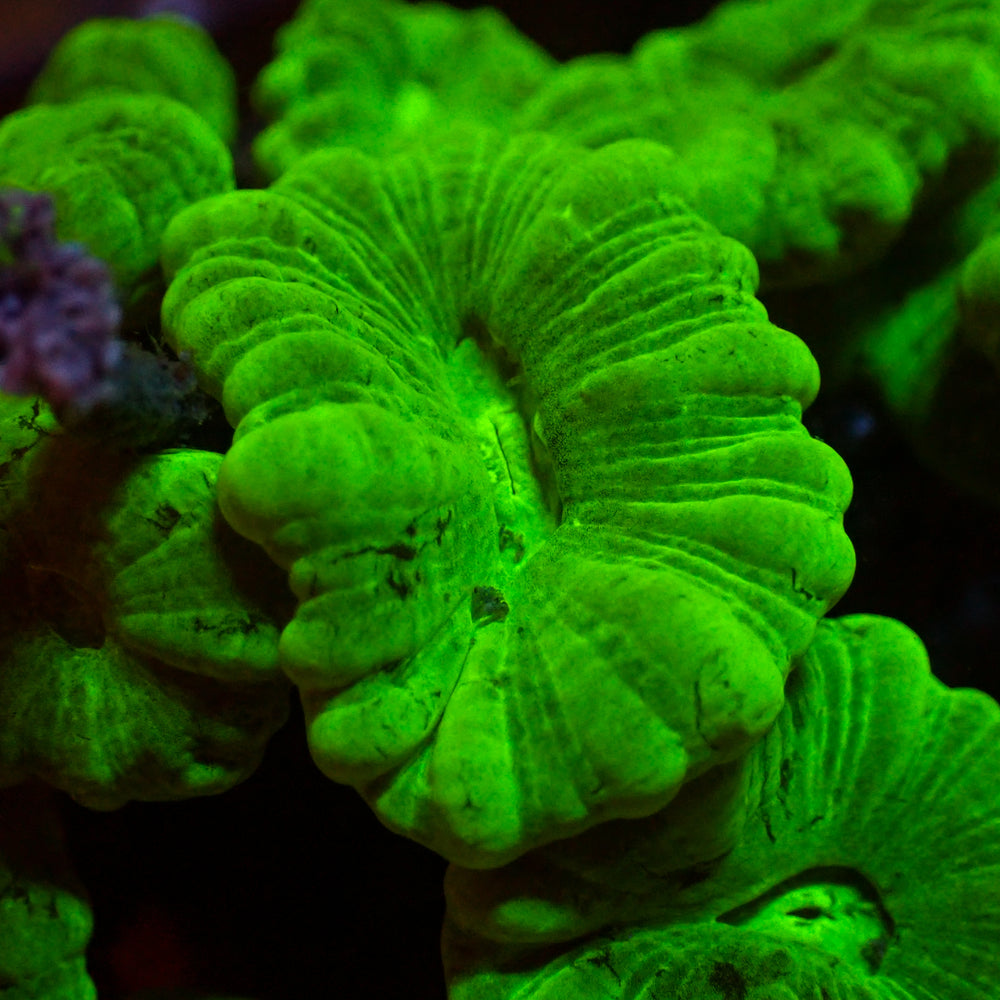 Close-up of a green coral with intricate patterns