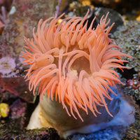 Peach Christmas Anemone (1.5-2.5")
