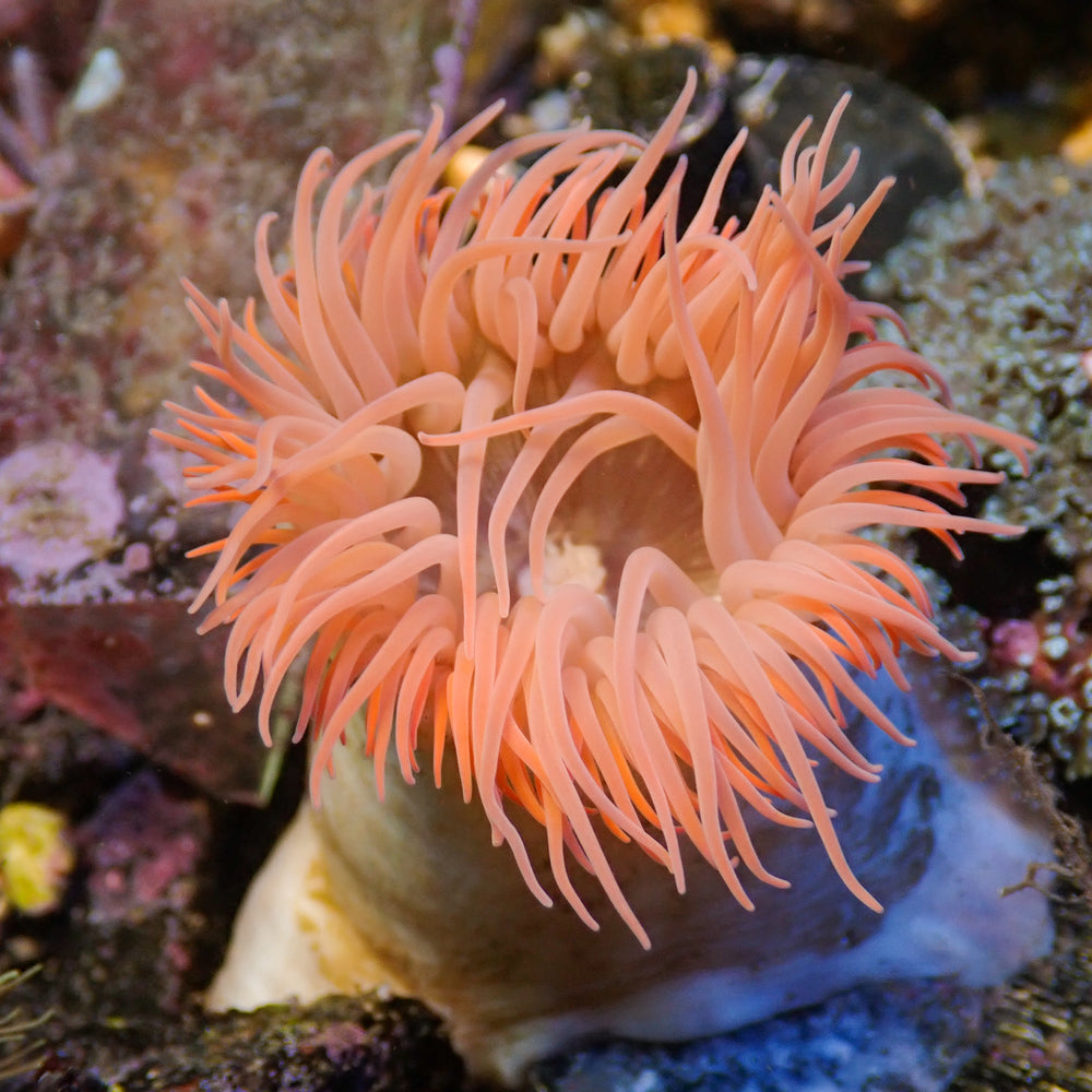 Peach Christmas Anemone (1.5-2.5