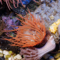 Peach Christmas Anemone (1.5-2.5")
