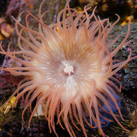 Peach Christmas Anemone (1.5-2.5")

