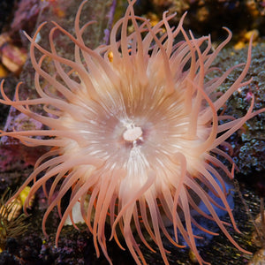 Peach Christmas Anemone (1.5-2.5")