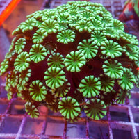 WYSIWYG Large Green Mouth Alveopora Colony (4-5")
