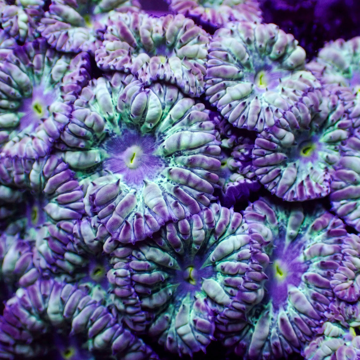 Minty Purple Blastomussa Merletti - Corals Anonymous
