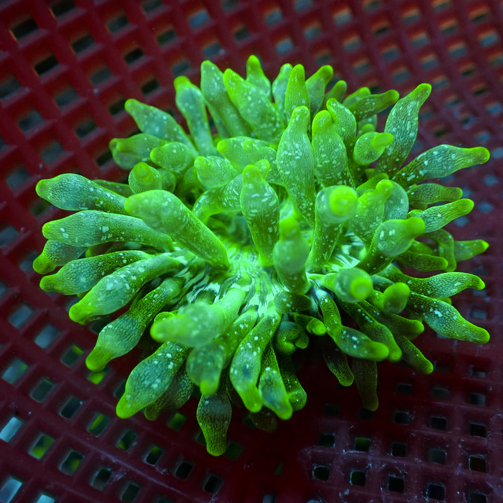 WYSIWYG Green Snow Globe Bubble Tip Anemone (2-3