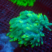 WYSIWYG Yellow Star Vortex Bubble Tip Anemone (2-3") - Corals Anonymous