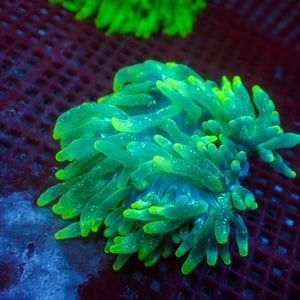 WYSIWYG Yellow Star Vortex Bubble Tip Anemone (2-3") - Corals Anonymous