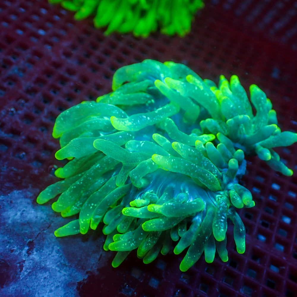 WYSIWYG Yellow Star Vortex Bubble Tip Anemone (2-3