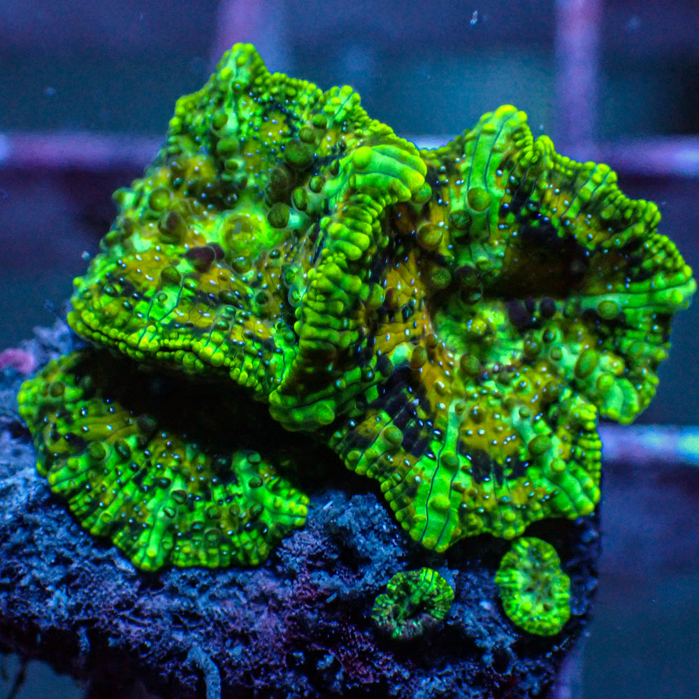 WYSIWYG Toxic Yellow Discosoma Mushroom Colony (5 Polyps) - Corals Anonymous