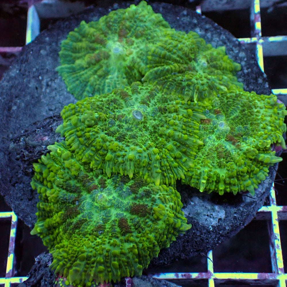 WYSIWYG Green Rhodactis Mushroom Colony (5 Polyps) - Corals Anonymous