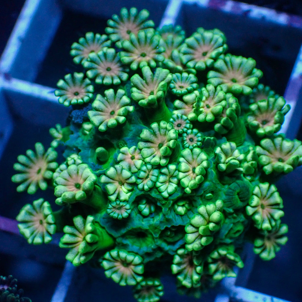 WYSIWYG Peach Mint Alveopora (0.5-1") - Corals Anonymous
