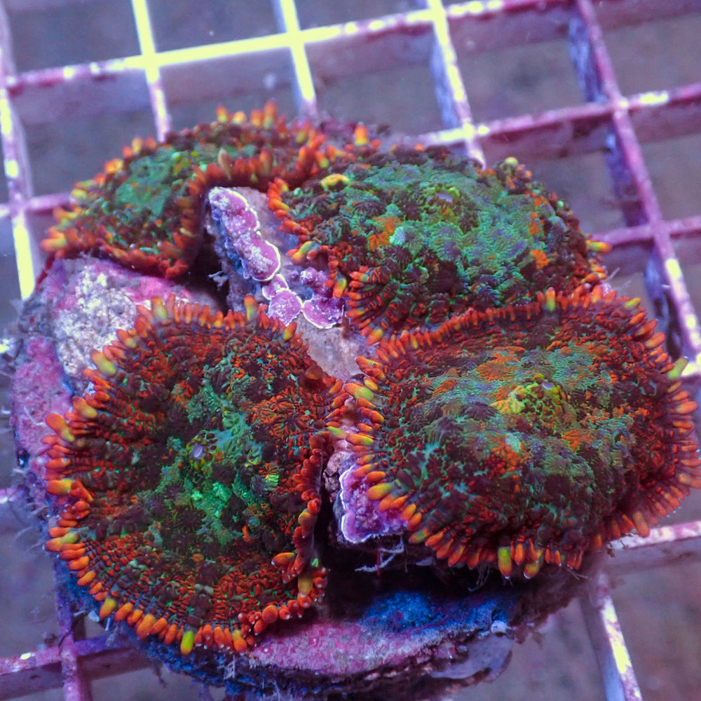 WYSIWYG Wildfire Rhodactis Mushroom Colony (4 Polyps) - Corals Anonymous