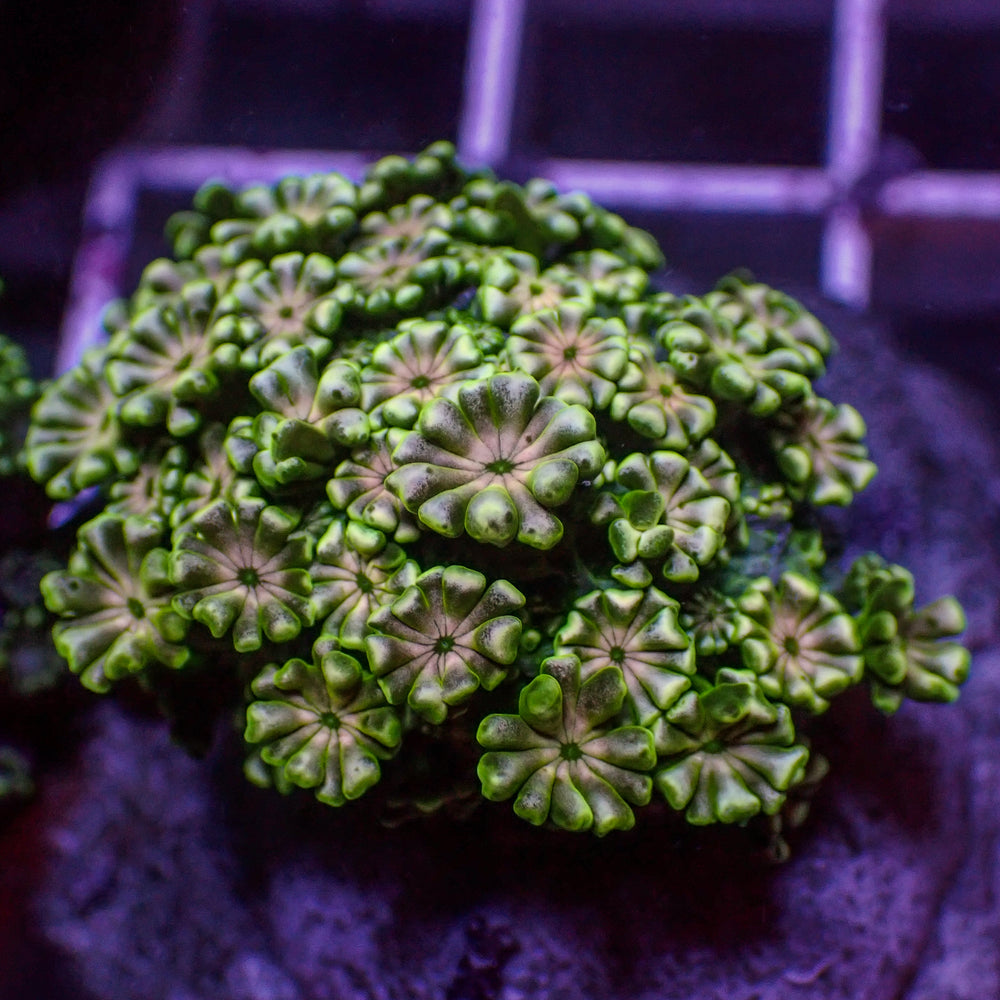 WYSIWYG Peach Mint Alveopora (0.5-1