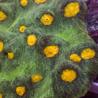 Space Invader Chalice (1" Frag) - Corals Anonymous