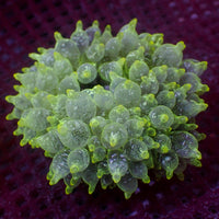 WYSIWYG Yellow Tip Snow Globe Bubble Tip Anemone (3-5")