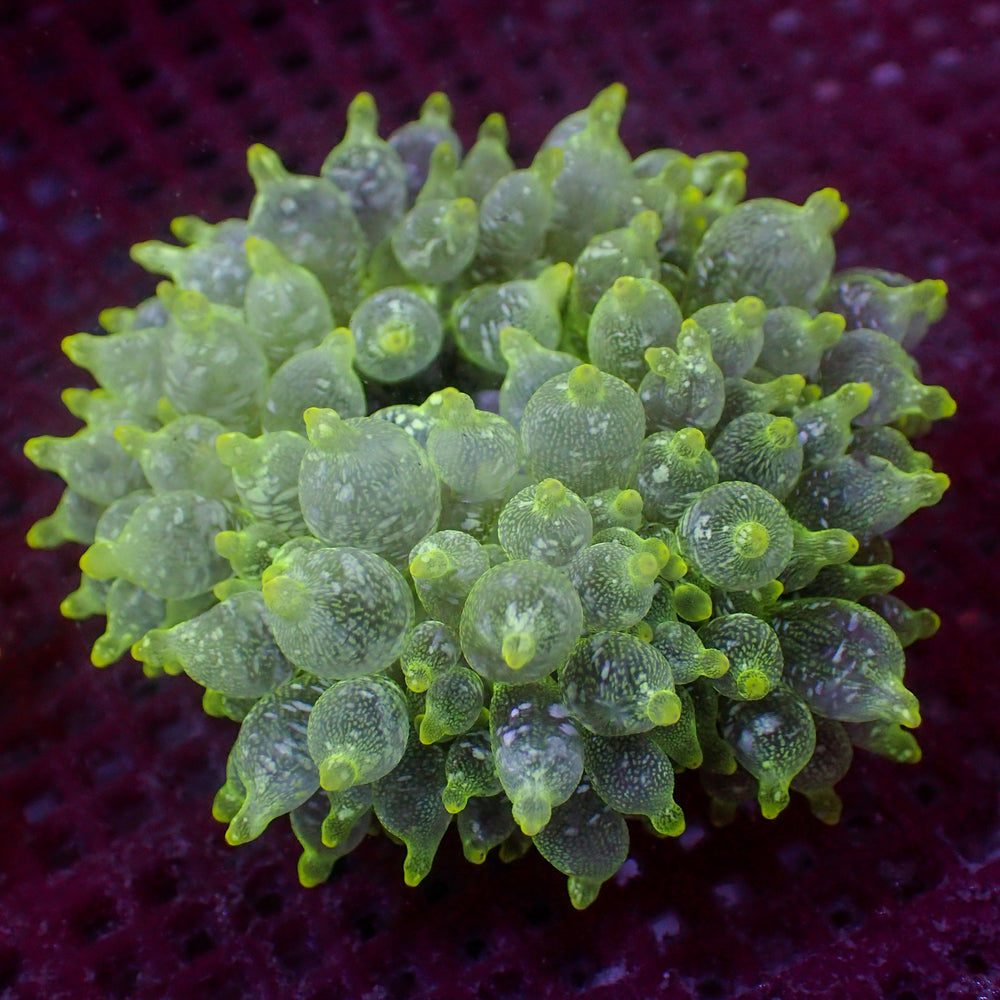 WYSIWYG Yellow Tip Snow Globe Bubble Tip Anemone (3-5