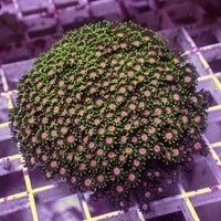 WYSIWYG Pink Sakura Alveopora Colony (1-2") - Corals Anonymous
