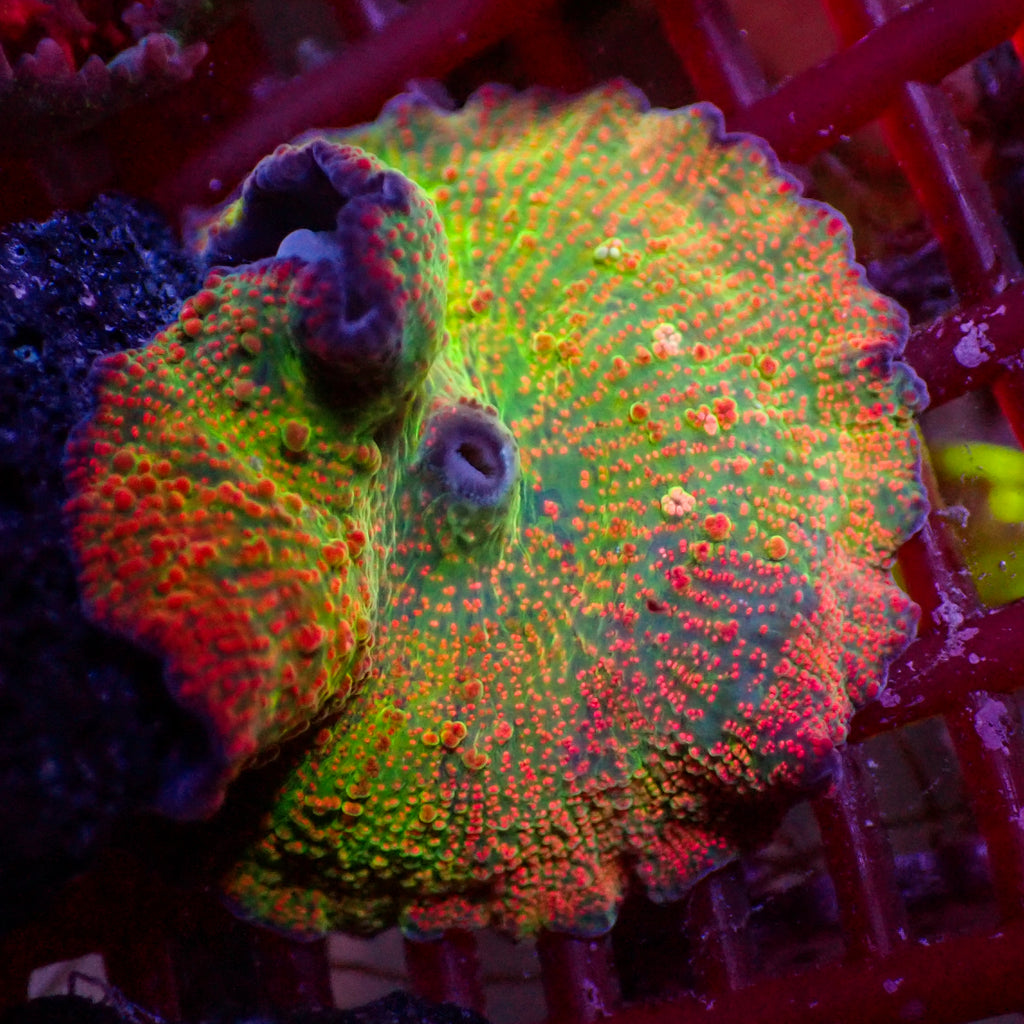 WYSIWYG Watermelon Swirl Jawbreaker Discosoma Mushroom - Corals Anonymous