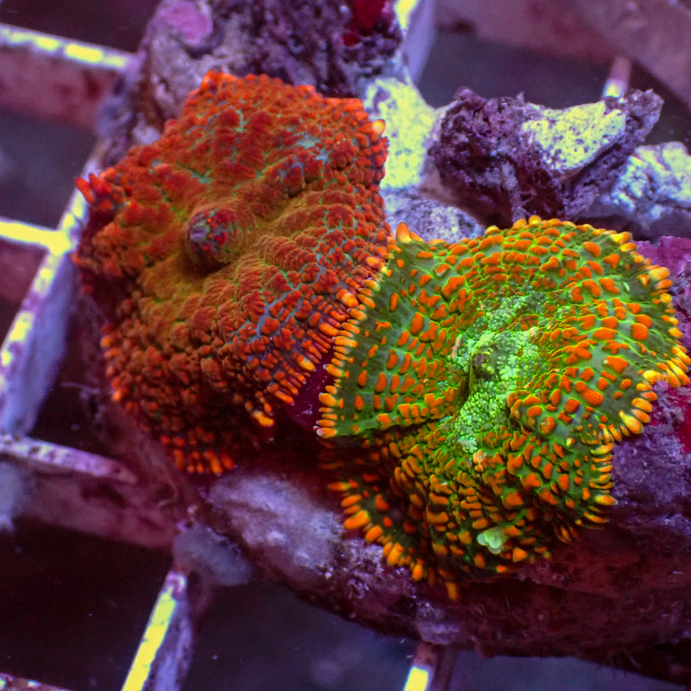 WYSIWYG Tropic Rainbow Rhodactis Mushroom Combo (2 Polyps)