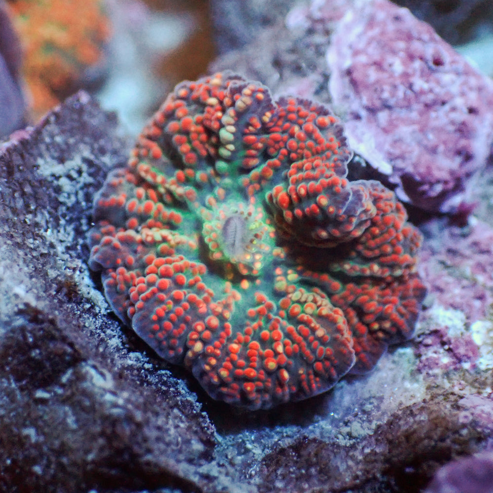 WYSIWYG Sunset Vector Discosoma Mushroom