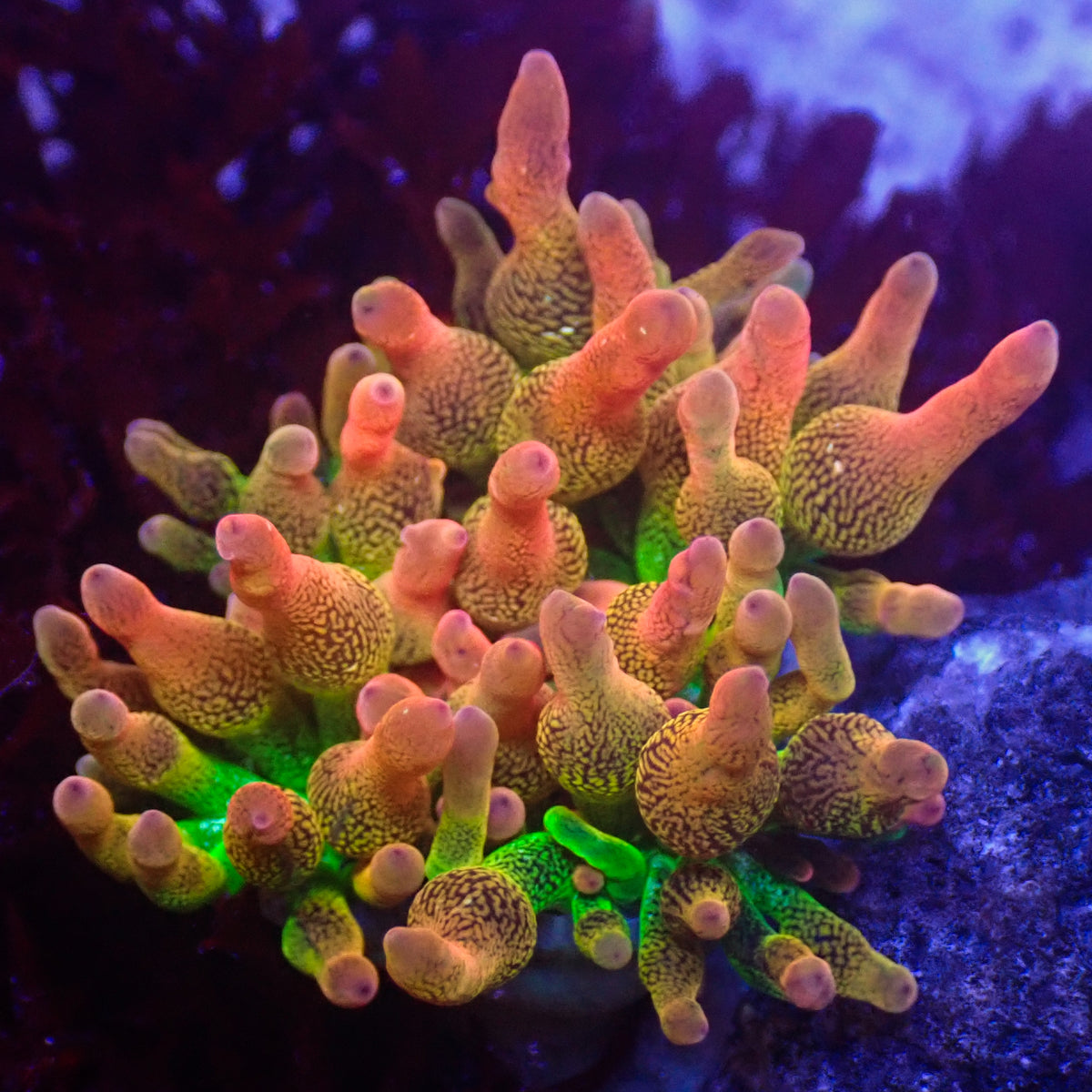 Rainbow Bubble Tip Anemone - Corals Anonymous