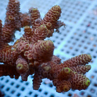Strawberry Punch Acropora (1” Frag)